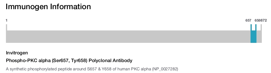 Phospho-PKC alpha (Ser657, Tyr658) Polyclonal Antibody
