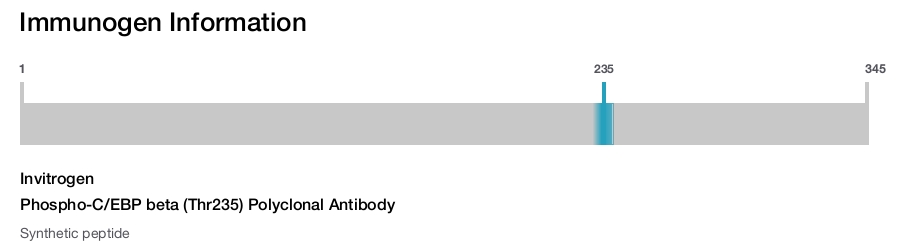 Phospho-C/EBP beta (Thr235) Polyclonal Antibody