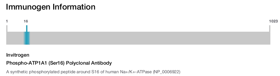 Phospho-ATP1A1 (Ser16) Polyclonal Antibody