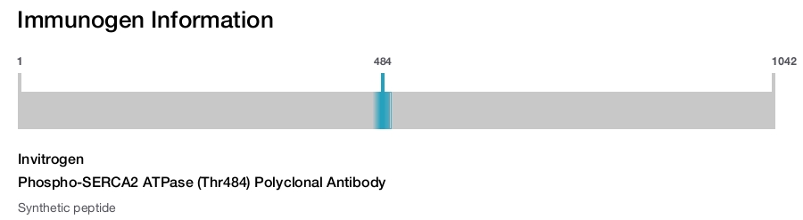 Phospho-SERCA2 ATPase (Thr484) Polyclonal Antibody