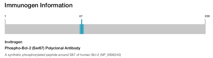 Phospho-Bcl-2 (Ser87) Polyclonal Antibody
