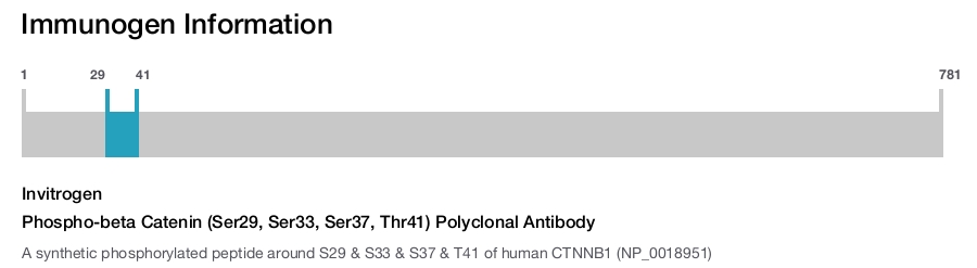 Phospho-beta Catenin (Ser29, Ser33, Ser37, Thr41) Polyclonal Antibody