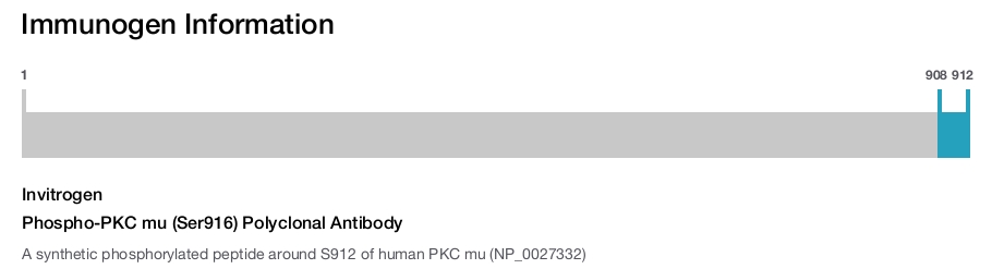 Phospho-PKC mu (Ser916) Polyclonal Antibody