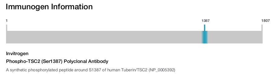 Phospho-TSC2 (Ser1387) Polyclonal Antibody