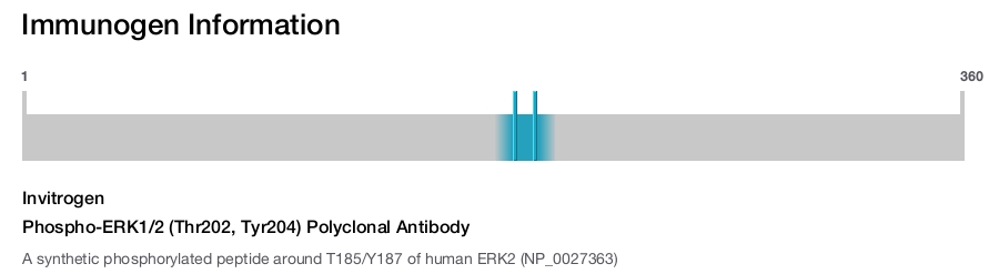 Phospho-ERK1/2 (Thr202, Tyr204) Polyclonal Antibody