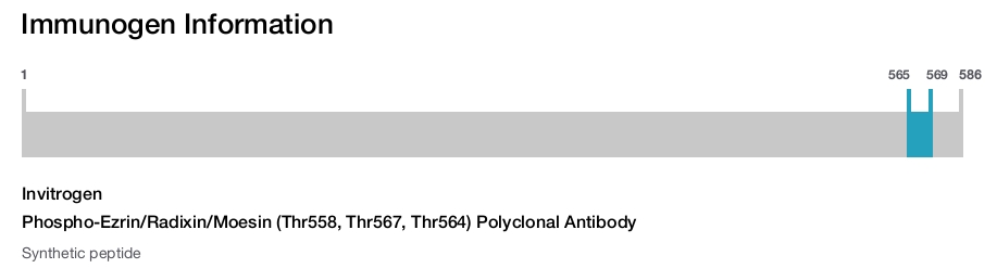 Phospho-Ezrin/Radixin/Moesin (Thr558, Thr567, Thr564) Polyclonal Antibody