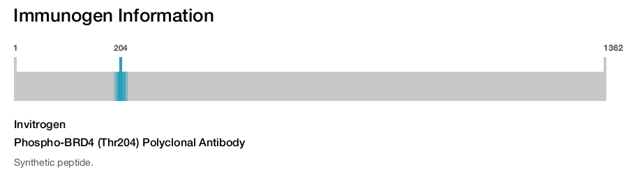 Phospho-BRD4 (Thr204) Polyclonal Antibody