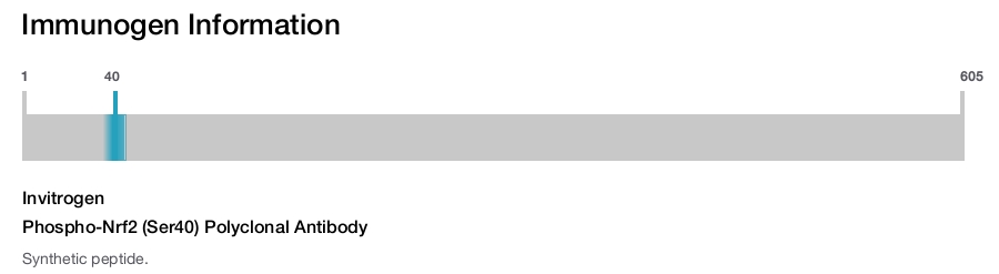 Phospho-Nrf2 (Ser40) Polyclonal Antibody