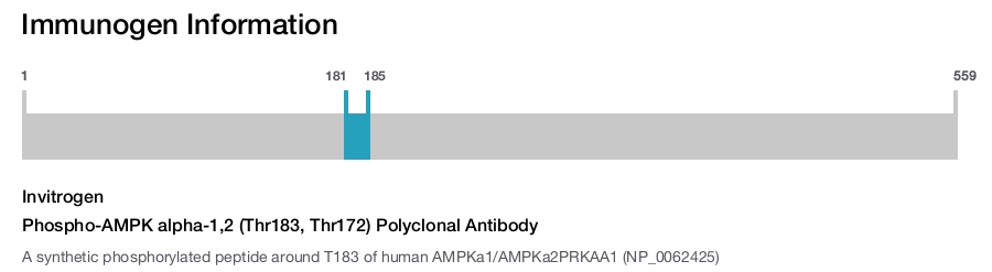 Phospho-AMPK alpha-1,2 (Thr183, Thr172) Polyclonal Antibody