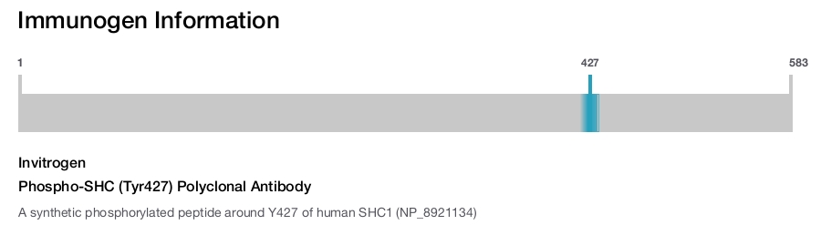 Phospho-SHC (Tyr427) Polyclonal Antibody