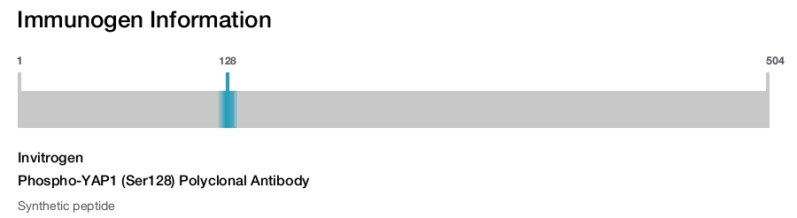 Phospho-YAP1 (Ser128) Polyclonal Antibody