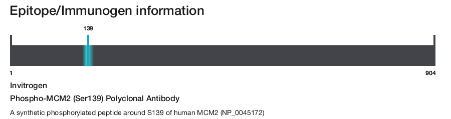 Phospho-MCM2 (Ser139) Polyclonal Antibody