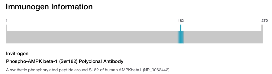 Phospho-AMPK beta-1 (Ser182) Polyclonal Antibody