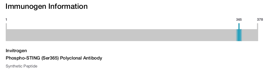 Phospho-STING (Ser365) Polyclonal Antibody