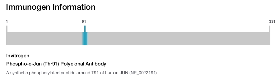 Phospho-c-Jun (Thr91) Polyclonal Antibody