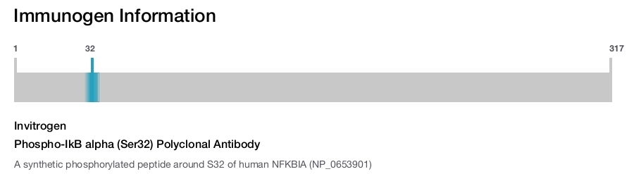 Phospho-IkB alpha (Ser32) Polyclonal Antibody