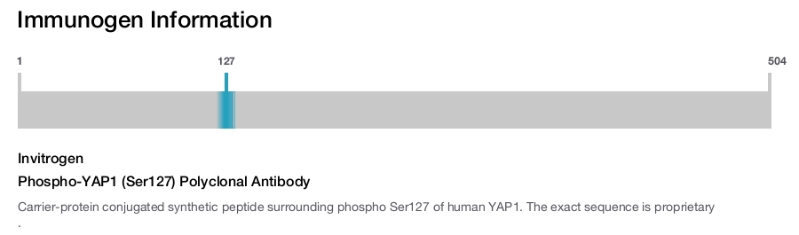 Phospho-YAP1 (Ser127) Polyclonal Antibody