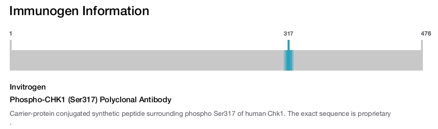 Phospho-CHK1 (Ser317) Polyclonal Antibody