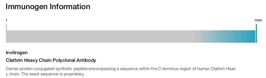 Clathrin Heavy Chain Polyclonal Antibody