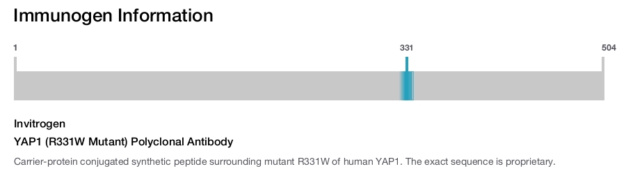 YAP1 (R331W Mutant) Polyclonal Antibody
