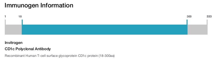 CD1c Polyclonal Antibody