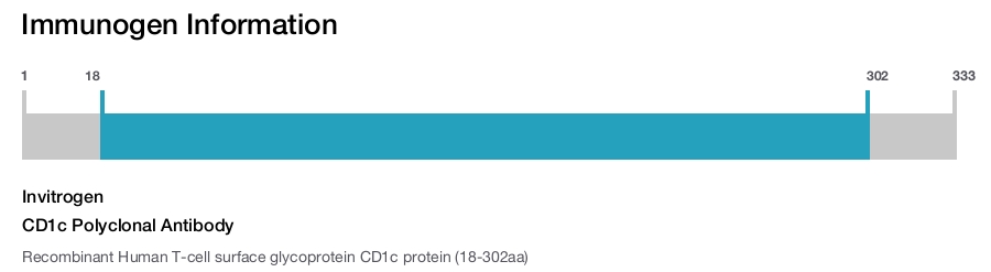 CD1c Polyclonal Antibody