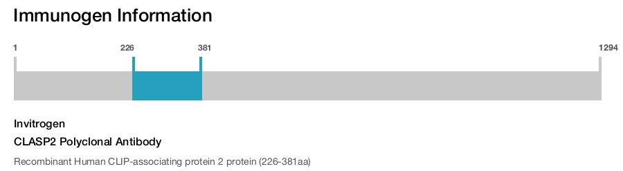 CLASP2 Polyclonal Antibody