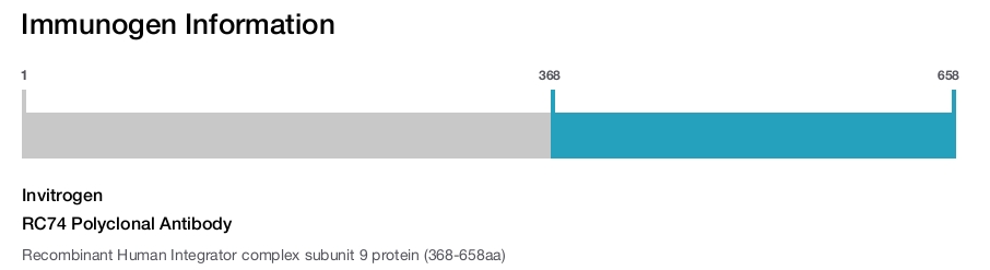 RC74 Polyclonal Antibody