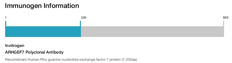 ARHGEF7 Polyclonal Antibody