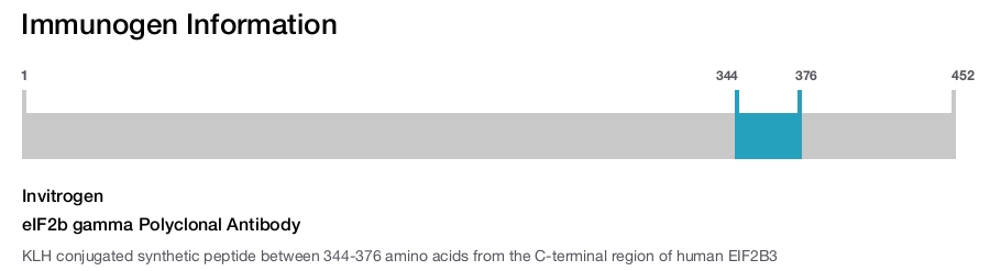 eIF2b gamma Polyclonal Antibody