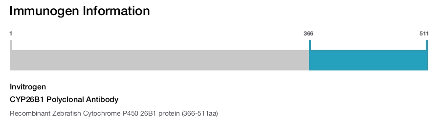 CYP26B1 Polyclonal Antibody