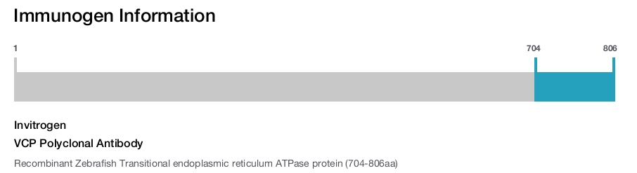 VCP Polyclonal Antibody