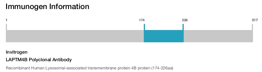 LAPTM4B Polyclonal Antibody