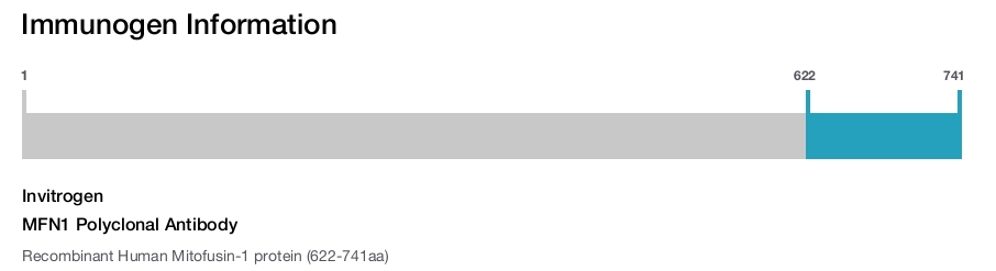 MFN1 Polyclonal Antibody