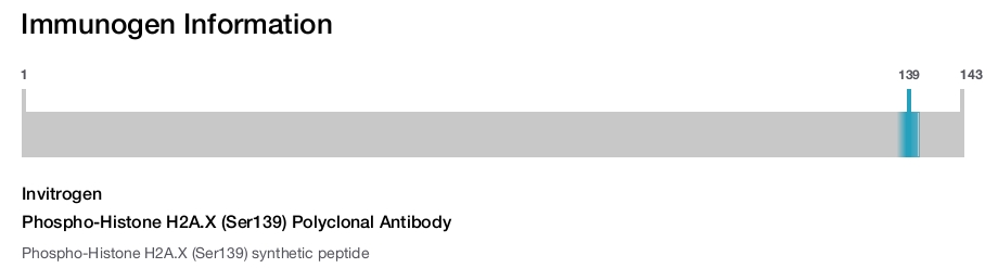 Phospho-Histone H2A.X (Ser139) Polyclonal Antibody