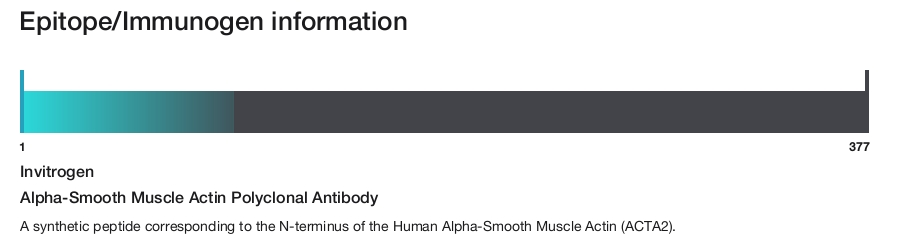 Alpha-Smooth Muscle Actin Polyclonal Antibody