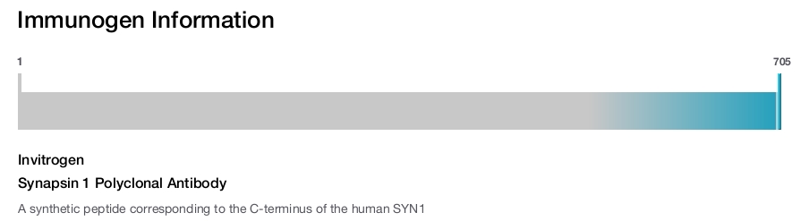 Synapsin 1 Polyclonal Antibody