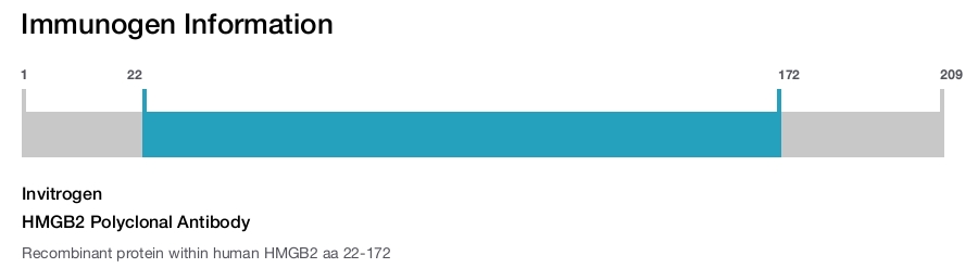 HMGB2 Polyclonal Antibody