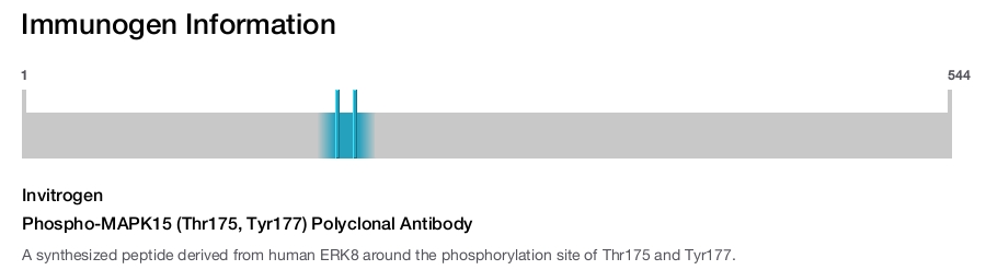 Phospho-MAPK15 (Thr175, Tyr177) Polyclonal Antibody