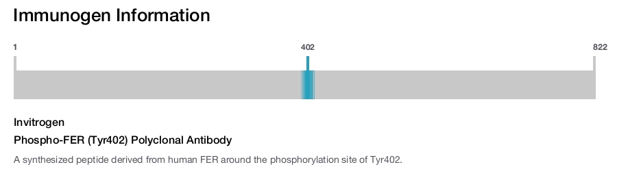 Phospho-FER (Tyr402) Polyclonal Antibody
