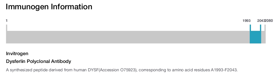 Dysferlin Polyclonal Antibody