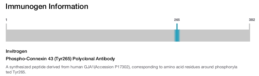 Phospho-Connexin 43 (Tyr265) Polyclonal Antibody