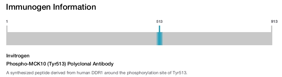 Phospho-MCK10 (Tyr513) Polyclonal Antibody
