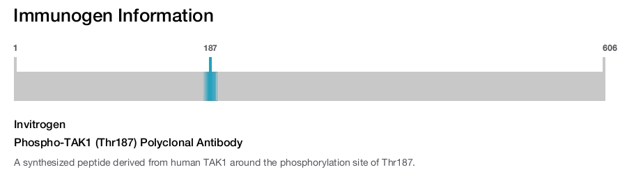 Phospho-TAK1 (Thr187) Polyclonal Antibody