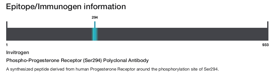 Phospho-Progesterone Receptor (Ser294) Polyclonal Antibody
