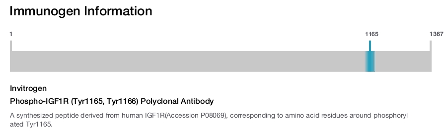 Phospho-IGF1R (Tyr1165, Tyr1166) Polyclonal Antibody