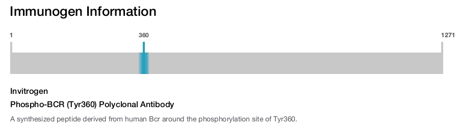 Phospho-BCR (Tyr360) Polyclonal Antibody