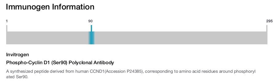 Phospho-Cyclin D1 (Ser90) Polyclonal Antibody