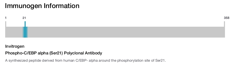 Phospho-C/EBP alpha (Ser21) Polyclonal Antibody