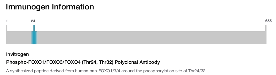 Phospho-FOXO1/FOXO3/FOXO4 (Thr24, Thr32) Polyclonal Antibody